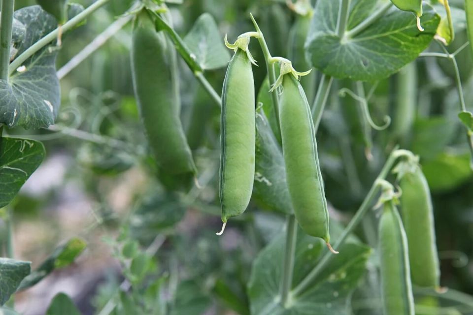 Как правильно подвязывать горох: секреты успешного урожая