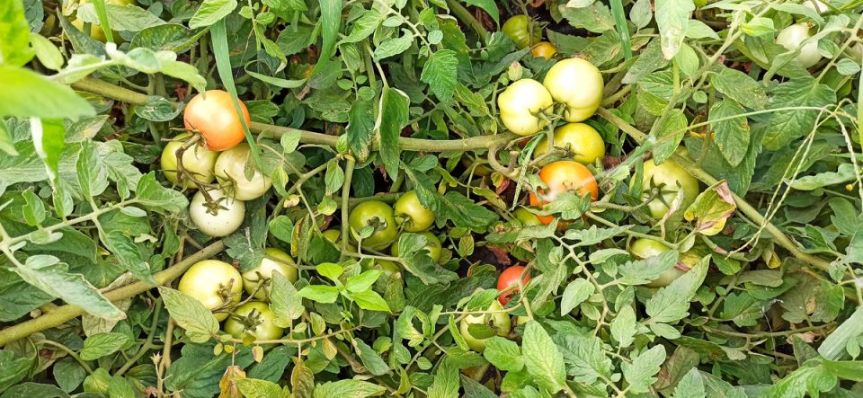 Секретный ингредиент для потрясающих помидоров: желатин и нашатырь