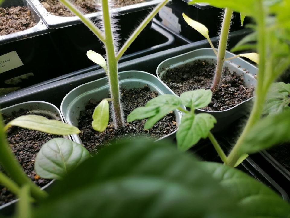 ��� ��������� ������������� ������� ����� ���������: ������� ��������� �����