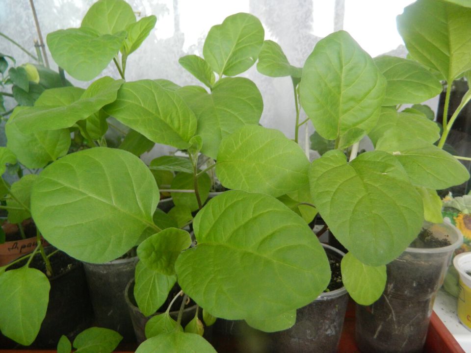 Как вырастить баклажаны в теплице: советы и секреты