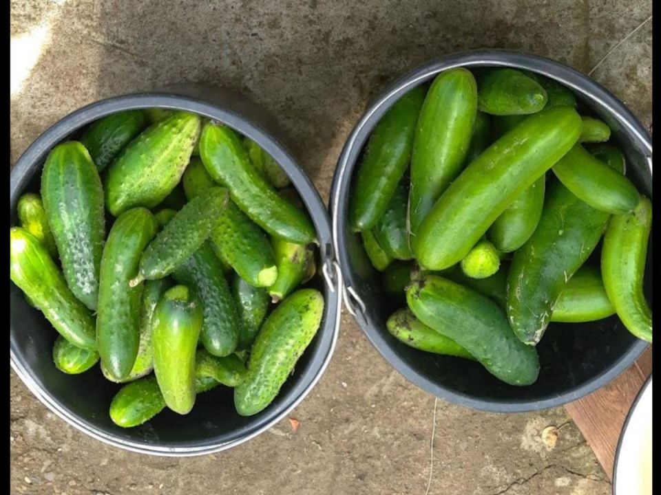 Как выбрать идеальных соседей для огурцов и повысить урожай