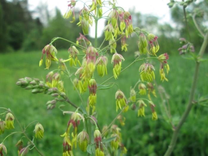 ���������� ��� �����������: ������������� ������� � ������� ����