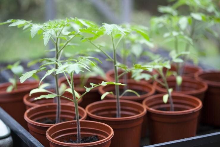 ��� ������� ��������� ��������� ��� �������: ������� ��������� ������