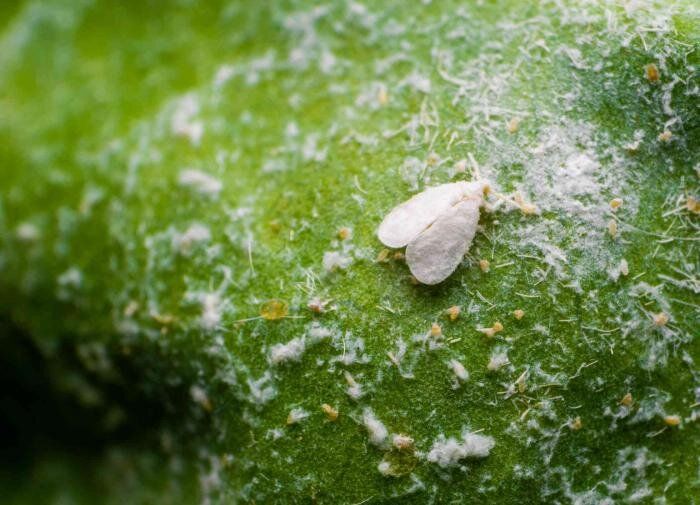 ��� ���������� � �����������: ��� ������������� ��������, � ��� � ���