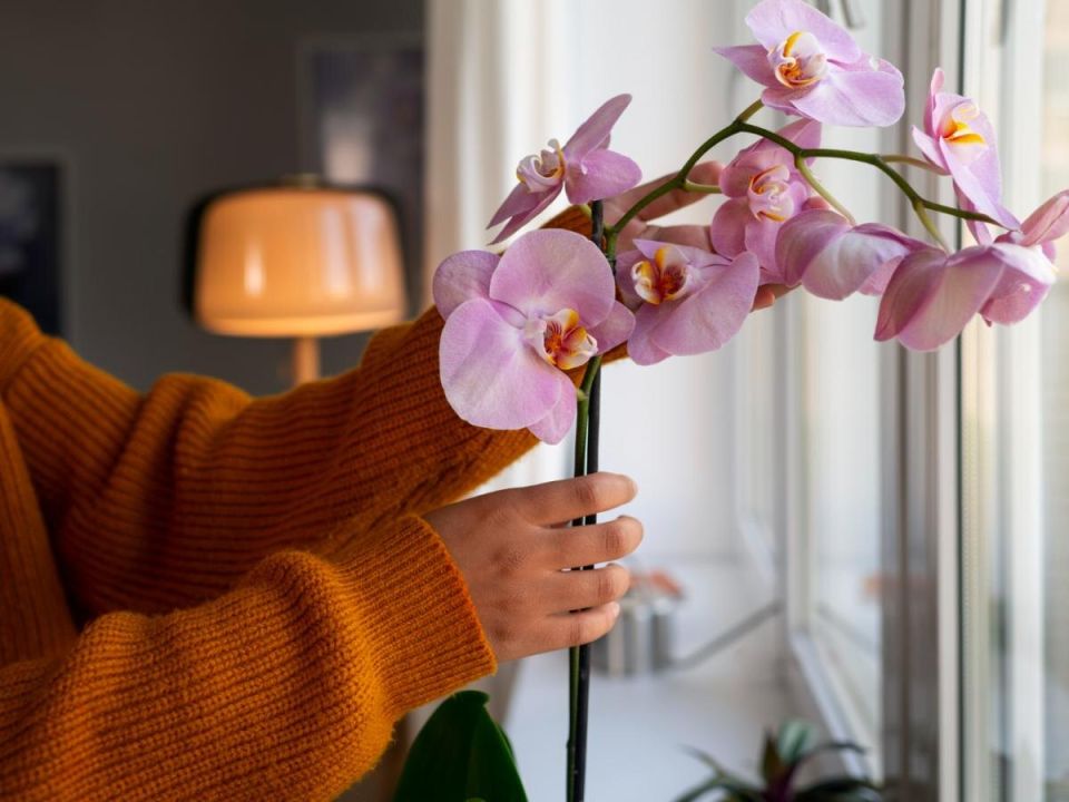 ������ ����� �������: ������� ����� ��� ������ ��������