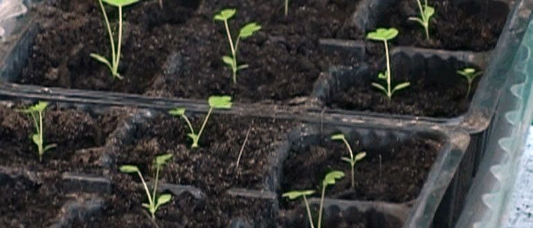 Секреты успешного посева: как подготовить семена для идеального урожая