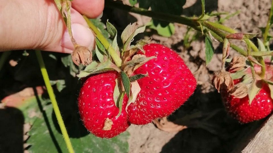 ������� ��������� ����������� ������������ ��������: ��� �������� ������ �� ���������� 7 �������