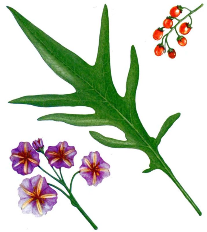 ������� ����������� ������ ����������