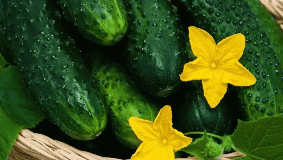 ��� ������� ��������� ������ �������: ������� ��������� ������