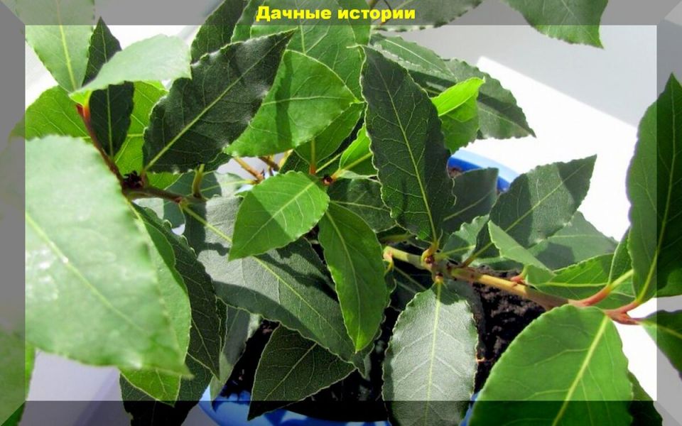 ��� ��������� ��������� �������� ���� �� �����������: ������� ������� ��� �������