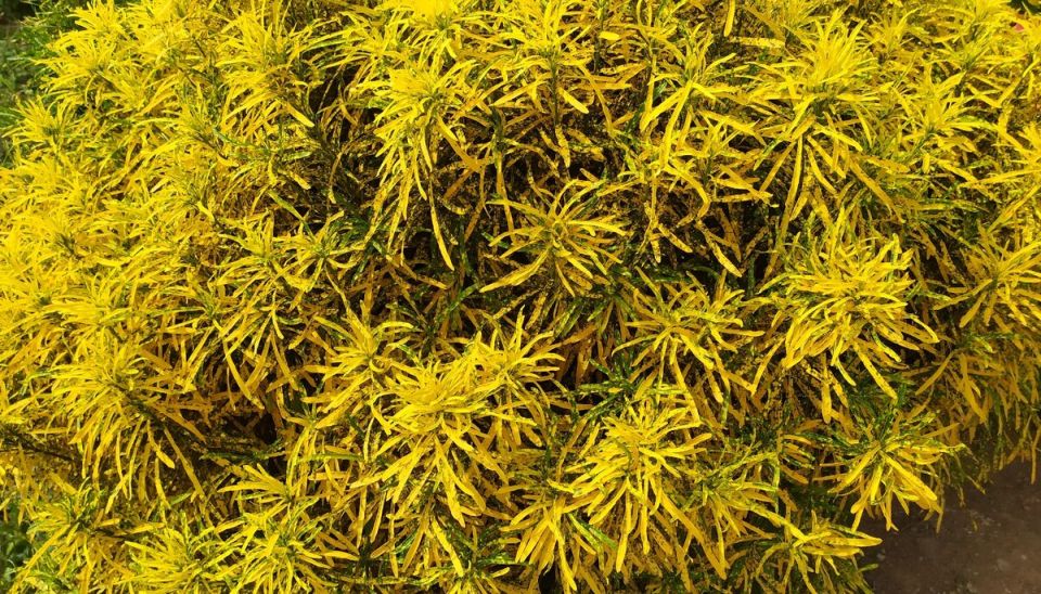 Солнечные чудеса Таиланда: золотистые растения, которые вдохновляют