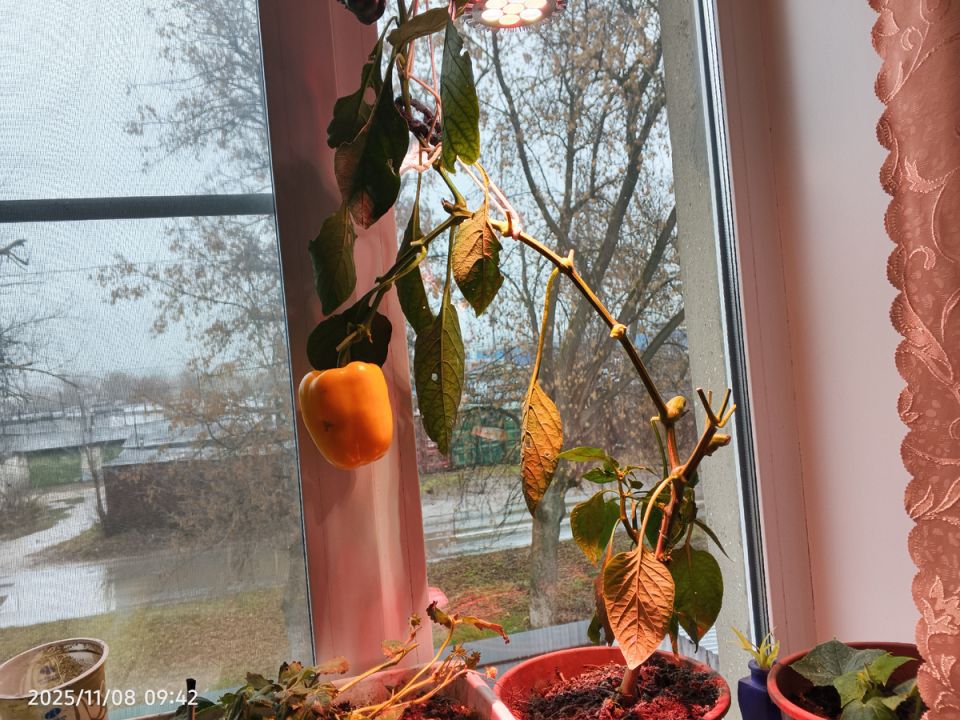 ��� ��������� ���������� ������� �������� � ��������� ��������: ������ ��� ��������� ��������