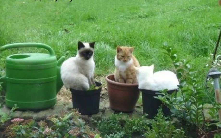 Огородные курьезы: как дачные будни превращаются в комедию