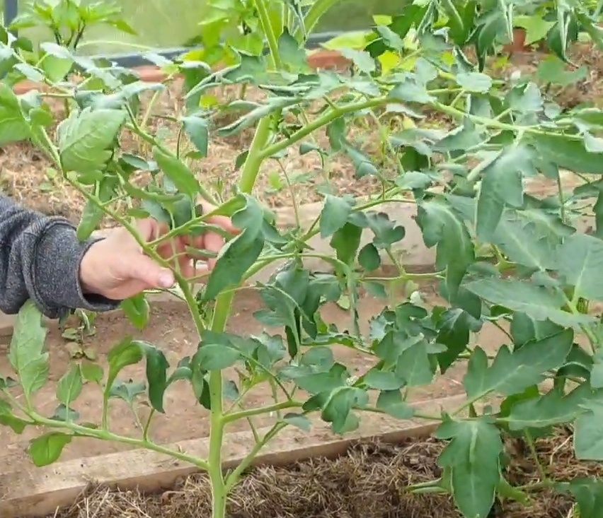 ������ ���������� ������������ ������� - ���� � �������� ������