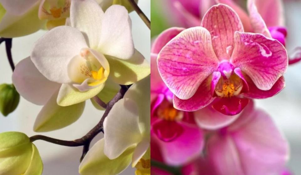 ��� ������� ������� �������� �������� �� ��������