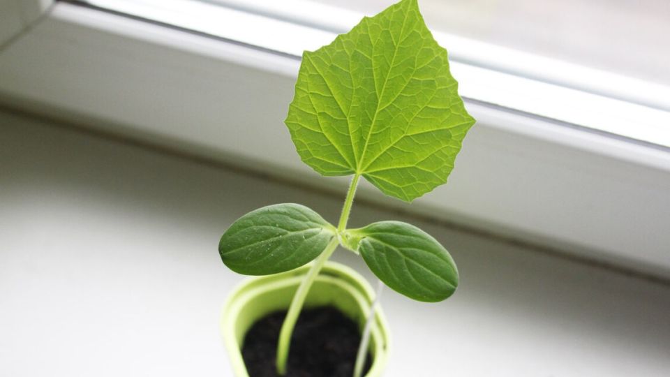 выращивание огурцов в квартире: секреты солнечного компаса