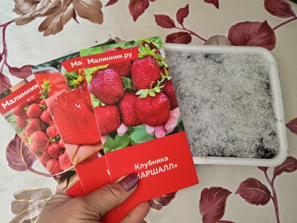 Зимний посев клубники: секреты успеха