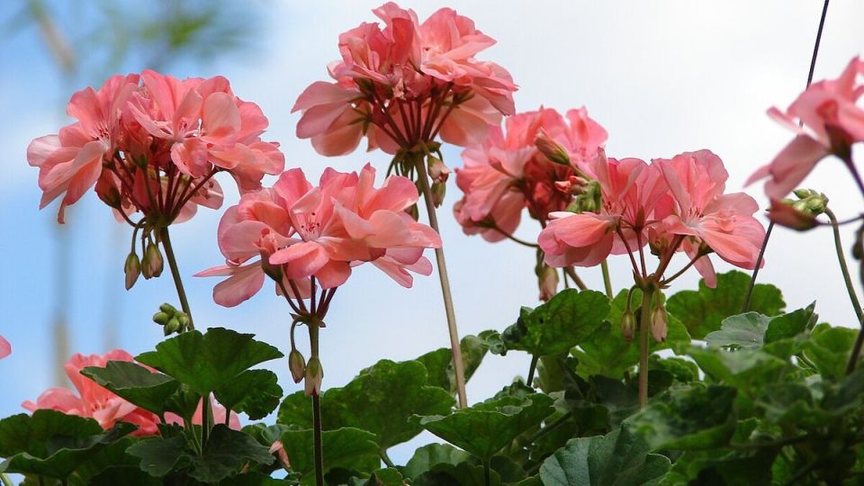 Как заставить герань цвести?