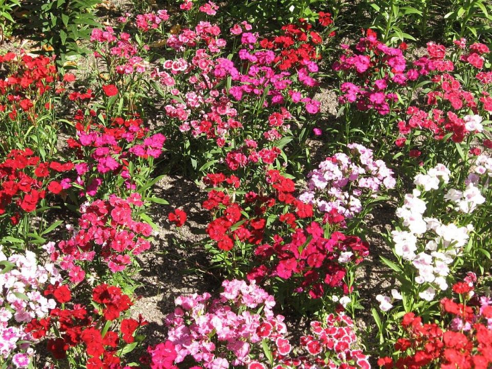 ������ ��� �����: �����, ������� ������ �� ����� ������ �������