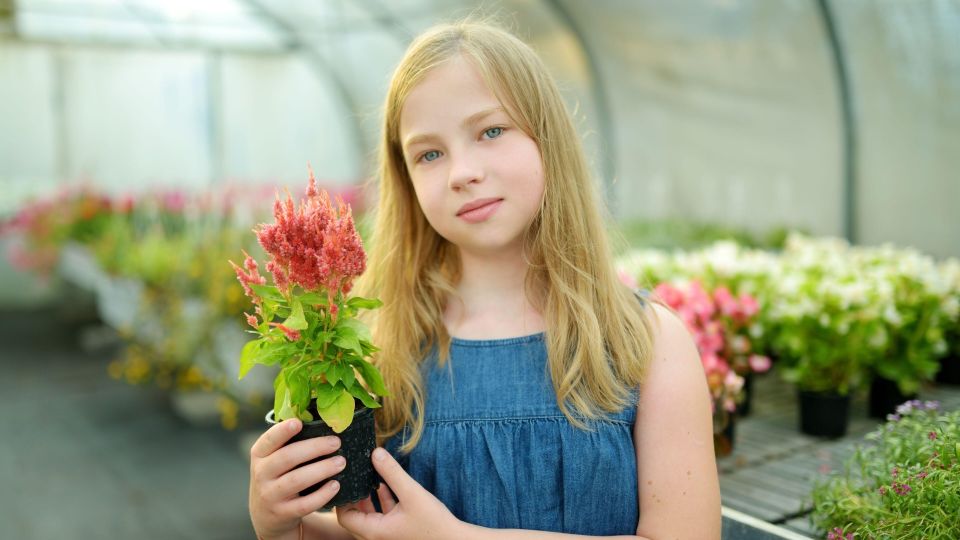 Сухие листья у бегонии — предвестники беды: о чем «кричит» ваше растение