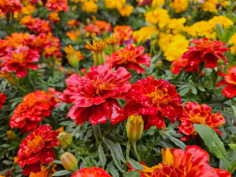 Неожиданные места для бархатцев: как они могут преобразить ваш участок