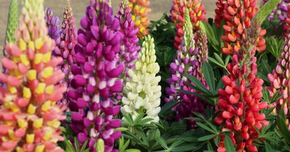 Как обеспечить люпинам второй шанс: уход после цветения