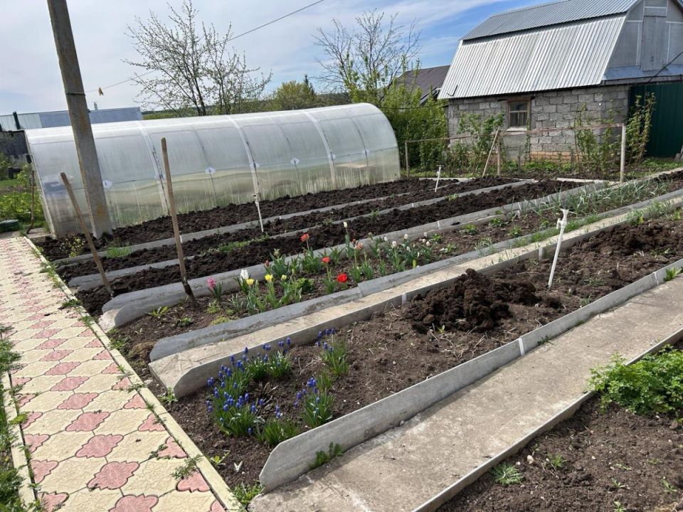 Голубая шлемовидка: красота и опасность для вашего сада