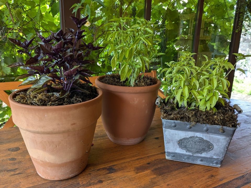 Как базилик завоевал дачный огород: новые методы и свежие идеи