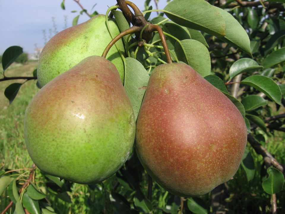 ��� ������������ ������������ �����: ������� ������ �� ������� ���������