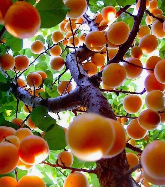 ������ ��� ������������� �������� � �������� � ����: ������ ��� ������� ���������