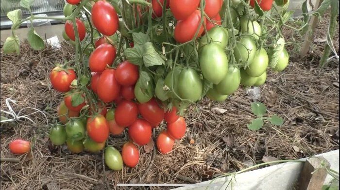 ����� ������� ����: ��� ��������� ������� ������� ��� ������ �����