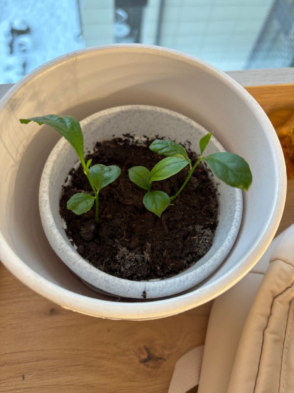 ��� ��������� ����� �� �������� � �������� ��������� ����������� ������ �� �����������