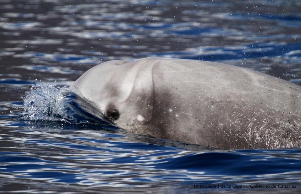 ��� �������� ����������� ������� ������ ����: ������������ ����� � ������� �������������