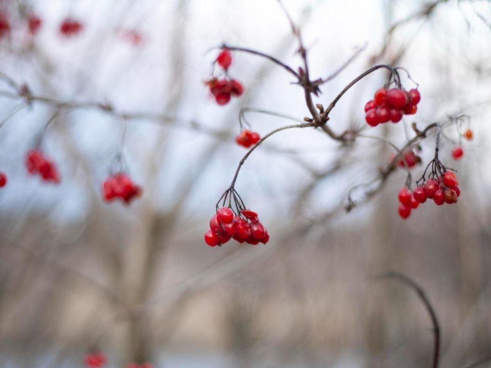 ������ � ����: �������� �� �������� � �������� ��������