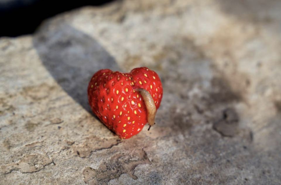 ��������� ��������: ��� ������������� �� ��������� � ��� ������, ���� ��� ��� ��������?