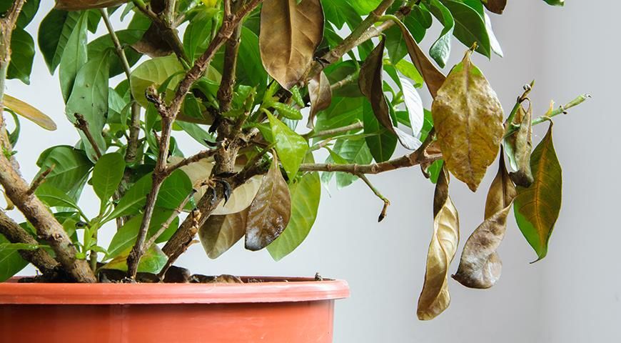 ����� ������ �������: ��� ������, ��� ���������� � ����� ���������