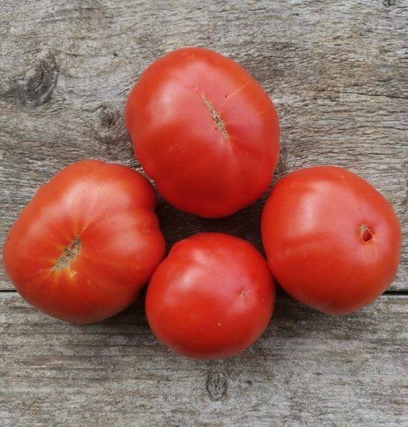 Томат «Приз Ханны»: секреты и преимущества для успешного урожая