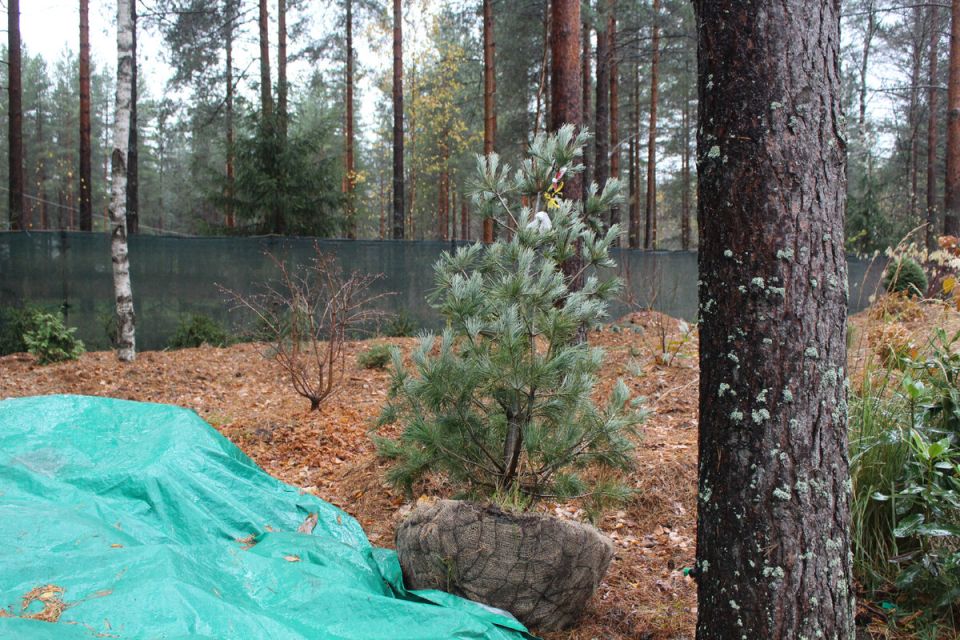 ����� ��������� � ����: ����������� ����� �� ������ ��������