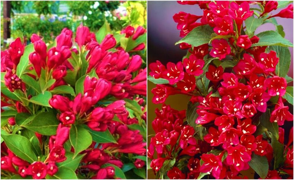 ��������������� ���������� ��������� ��� ������ ����: ������� All Summer Red