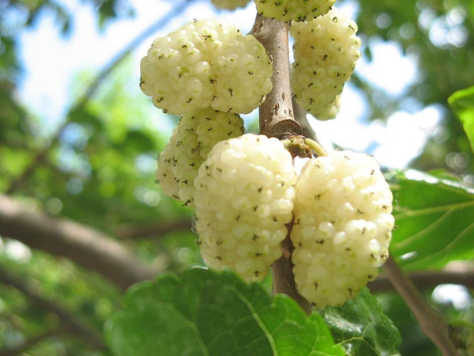 ���������: ��������� ������ �������� � ��������� ���� ��� ������� �������