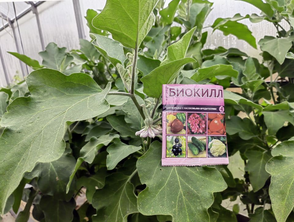 ������������� 