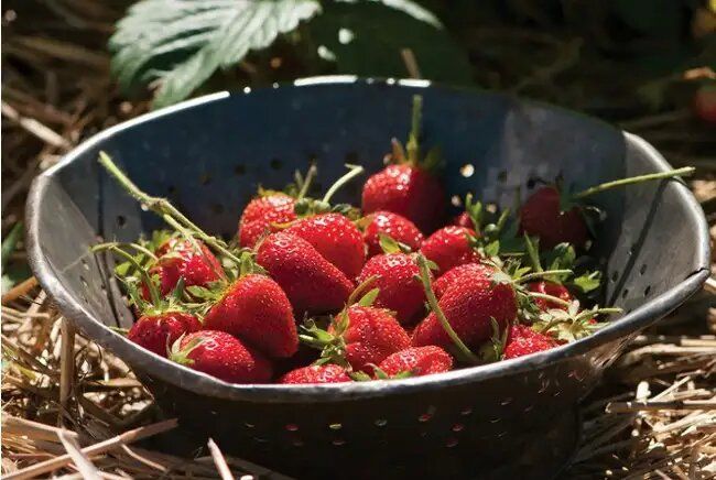 Как правильно ухаживать за клубникой в мае и июне: советы по подкормкам и мульчированию