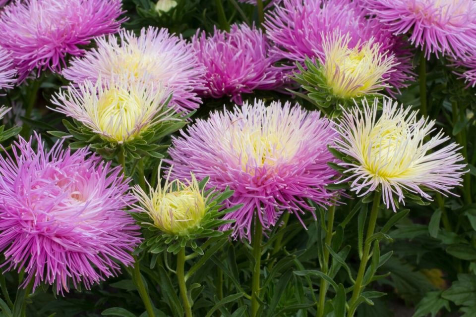 ����� ������ �����: �������� ��������� �������� ��� ������