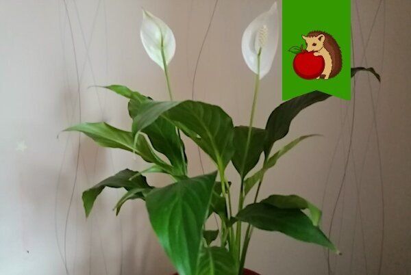 ��� ������� �����������: ���� �������� ��� ������� �������� � ��������� �������