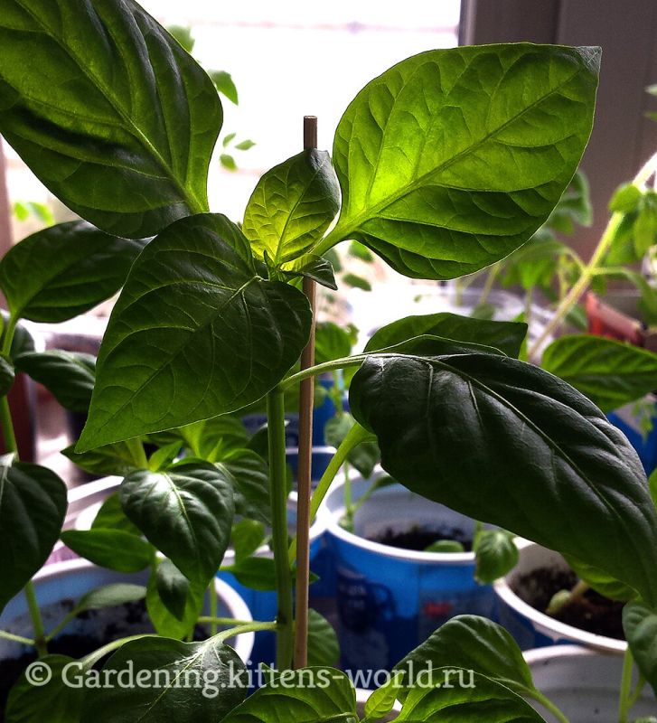 ����� ��� ������� � ��� ��� ������ � ���� ������ ��������� ��� �������������