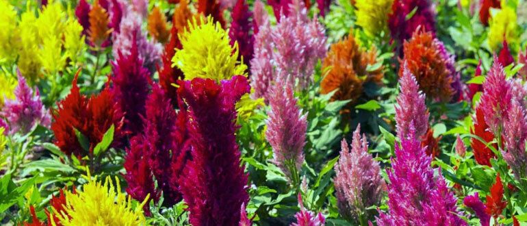 �������: ����� ������ ��� ������ ����