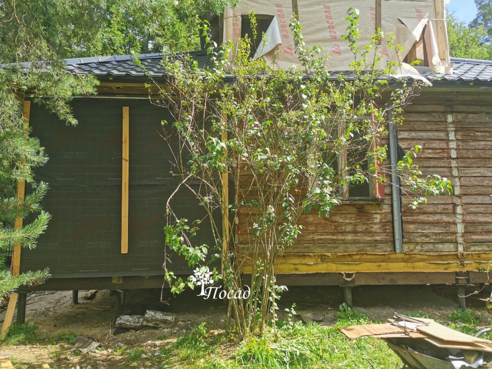 Тайны старого куста жасмина: как сохранить красоту в саду