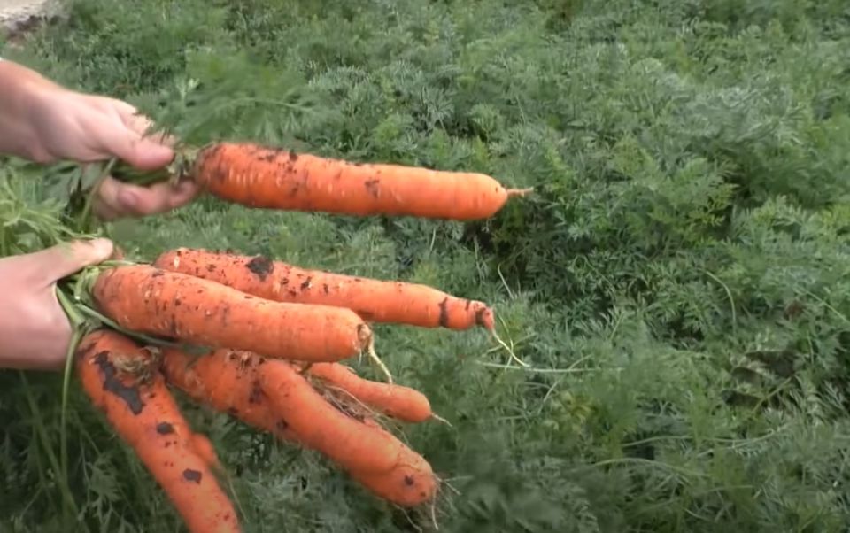 Секреты уборки и хранения моркови: когда и как собирать урожай