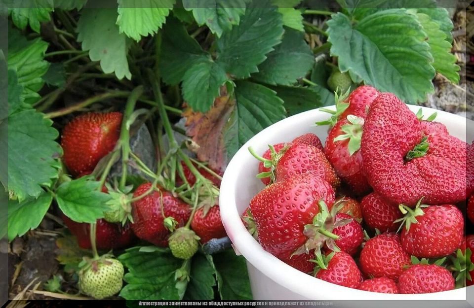 Как избежать распространенных проблем с клубникой и собрать сладкий урожай