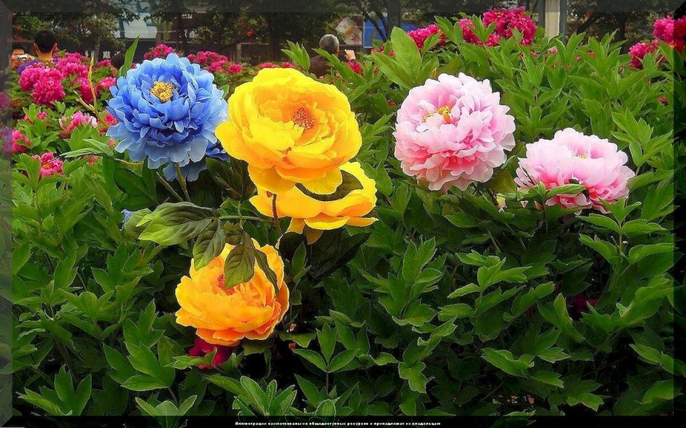 ����� ��� ������ ����: ����� ����������� �����, ������� �� ������� ������������